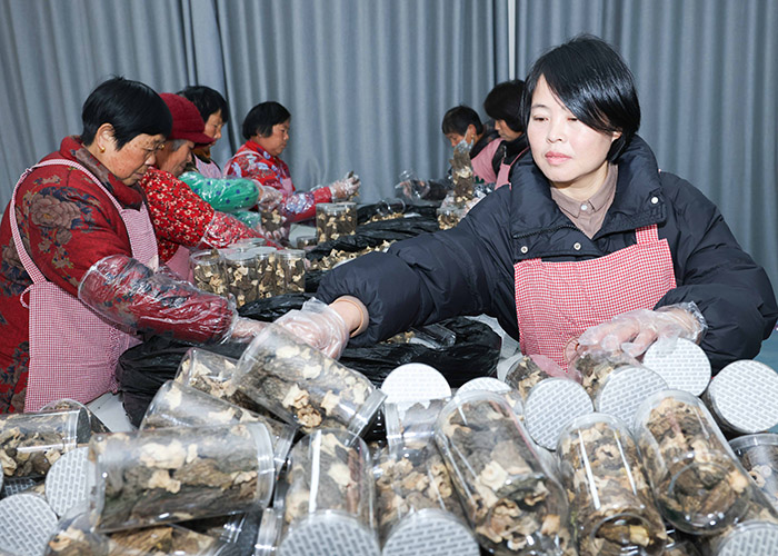 羊肚菌撐起致富“致富傘”。鄭洪光攝