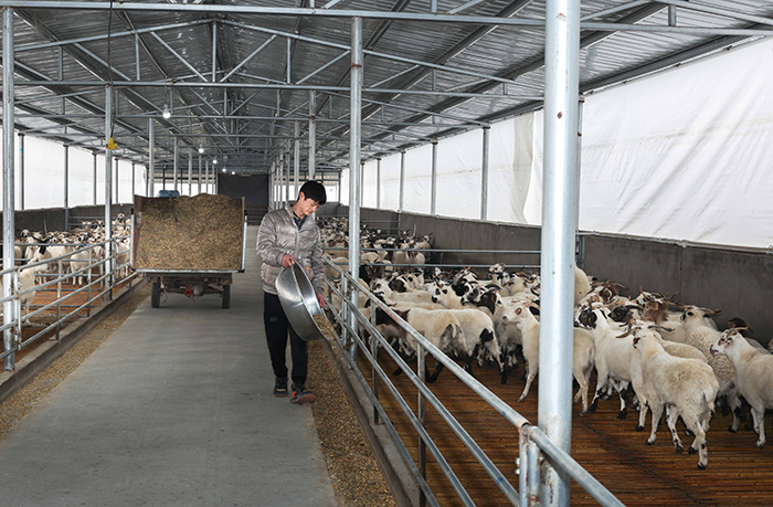 淮北礦業(yè)集團援建的標準化羊棚。鄭洪光攝