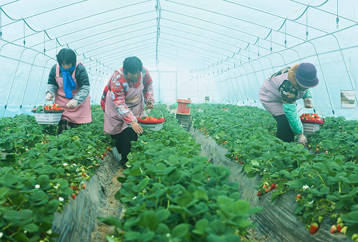 羊肚菌大棚歇茬間種植的草莓喜獲豐收。鄭洪光攝